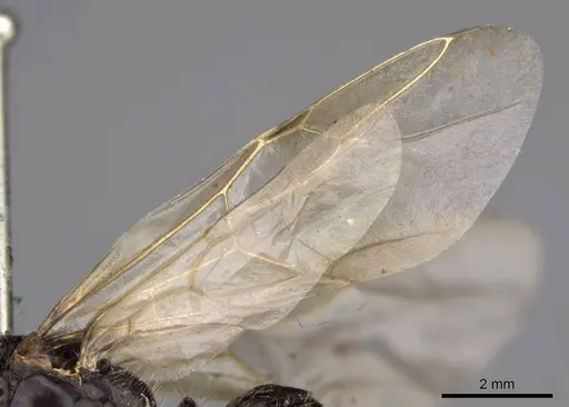 Camponotus laevissimus - CASENT0923029