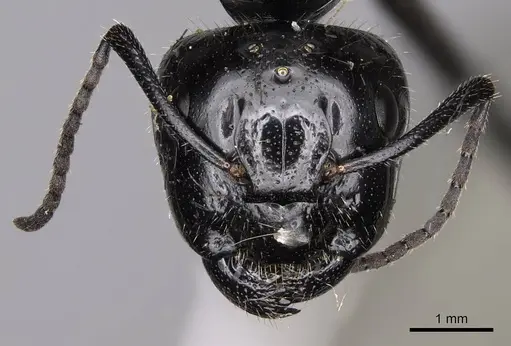 Camponotus laevissimus - CASENT8364325