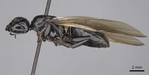 Camponotus laevissimus - CASENT8364325