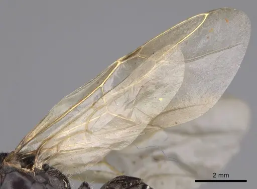 Camponotus laevissimus - CASENT8364325