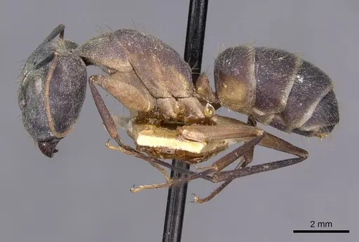 Camponotus lamarckii specimen
