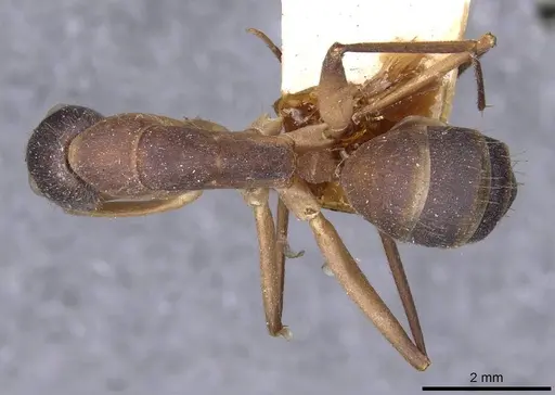 Camponotus lamarckii - CASENT0910157