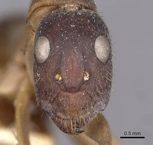 Camponotus lamarckii - CASENT0910157