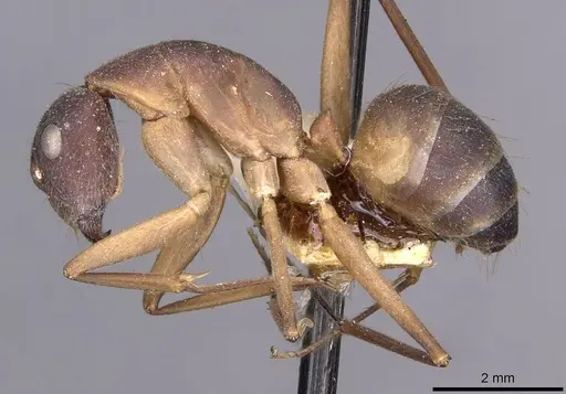 Camponotus lamarckii - CASENT0910157