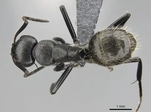 Camponotus lamborni specimen