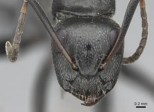 Camponotus lamborni specimen