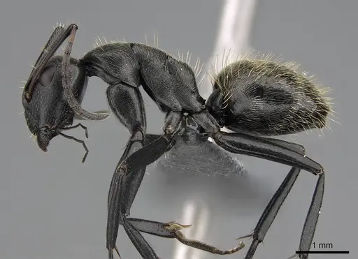 Camponotus lamborni specimen