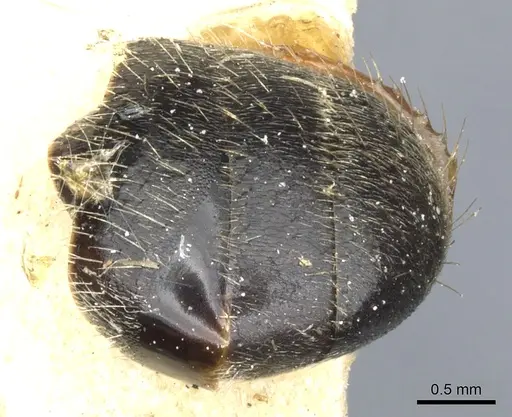 Camponotus lamborni - CASENT0903489