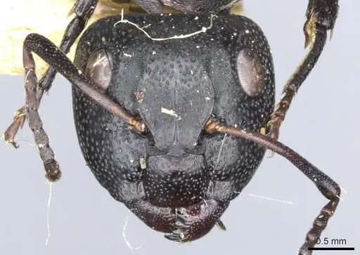 Camponotus lamborni - CASENT0903489