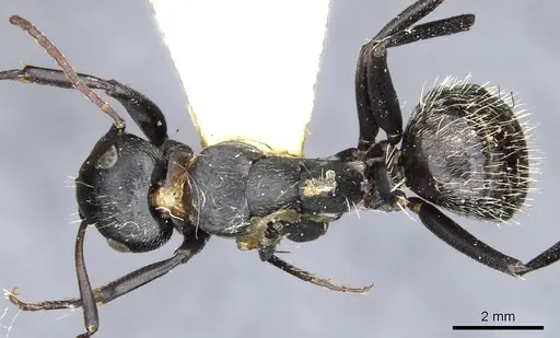 Camponotus lamborni - CASENT0903490