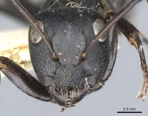 Camponotus lamborni - CASENT0903490