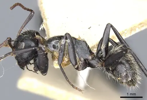 Camponotus lamborni - CASENT0903490
