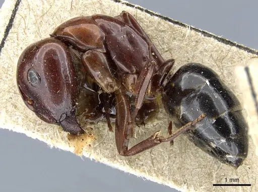 Camponotus lameerei specimen