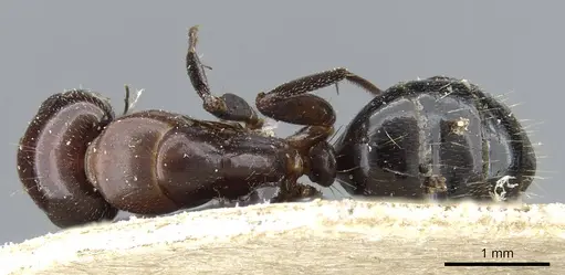 Camponotus lameerei - CASENT0905400