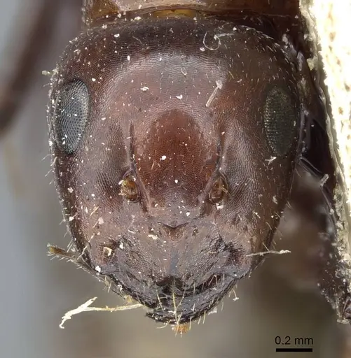 Camponotus lameerei - CASENT0905400