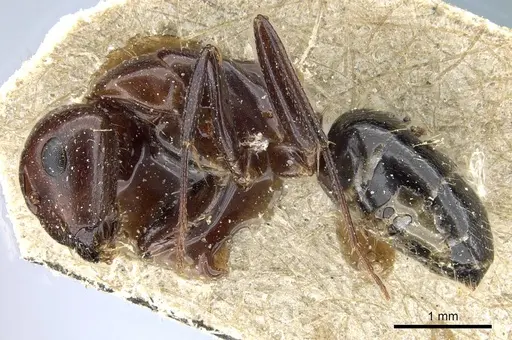 Camponotus lameerei - CASENT0905400