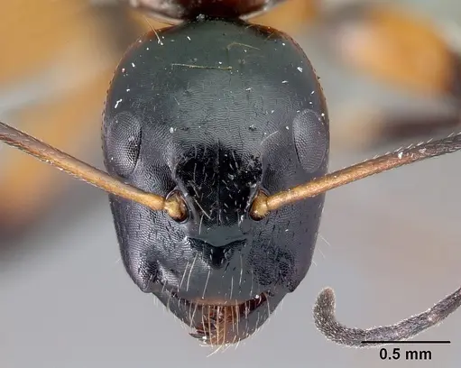 Camponotus lamosy specimen