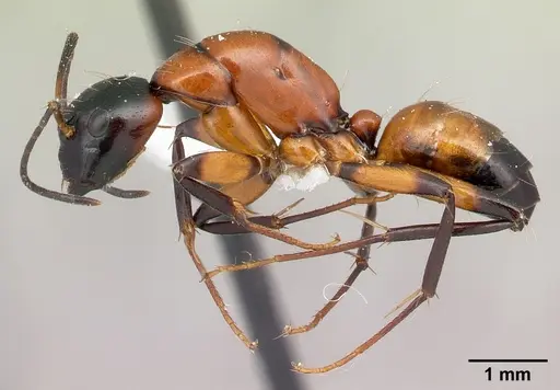 Camponotus lamosy specimen