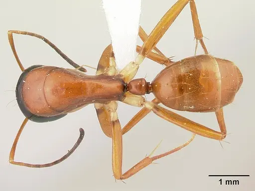 Camponotus lamosy - CASENT0408965