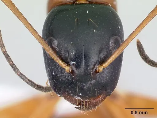 Camponotus lamosy - CASENT0408965