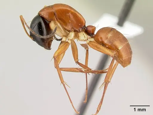 Camponotus lamosy - CASENT0408965