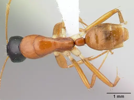 Camponotus lamosy - CASENT0408976