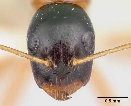 Camponotus lamosy - CASENT0408976