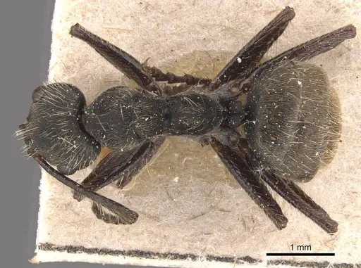 Camponotus lancifer specimen