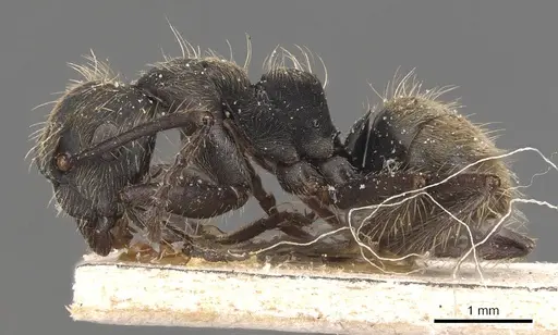 Camponotus lancifer specimen