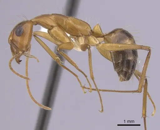 Camponotus landolti specimen