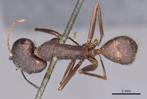 Camponotus landolti - CASENT0910030