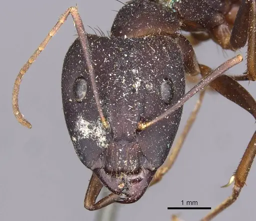 Camponotus landolti - CASENT0910030