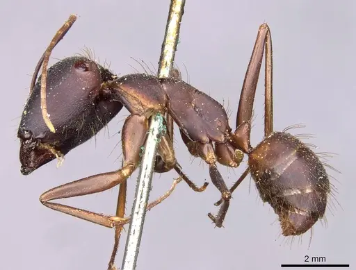 Camponotus landolti - CASENT0910030