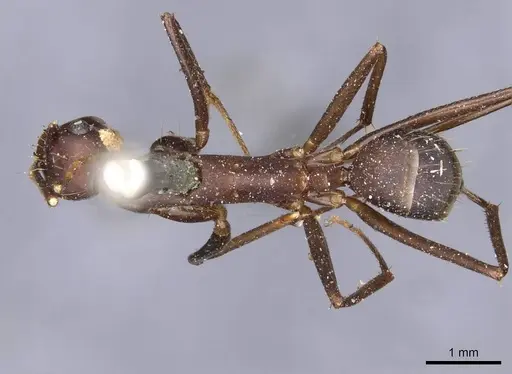 Camponotus landolti - CASENT0910031