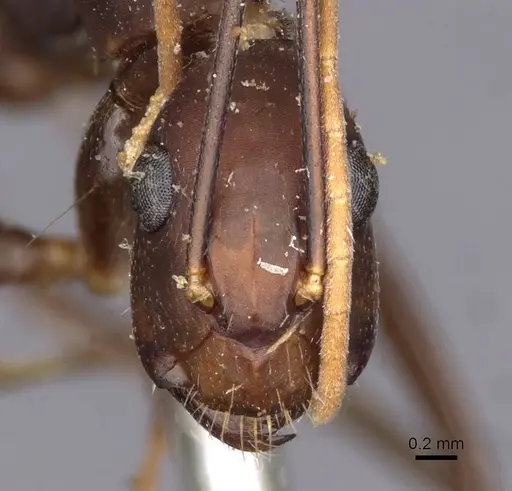 Camponotus landolti - CASENT0910031