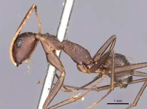 Camponotus landolti - CASENT0910031