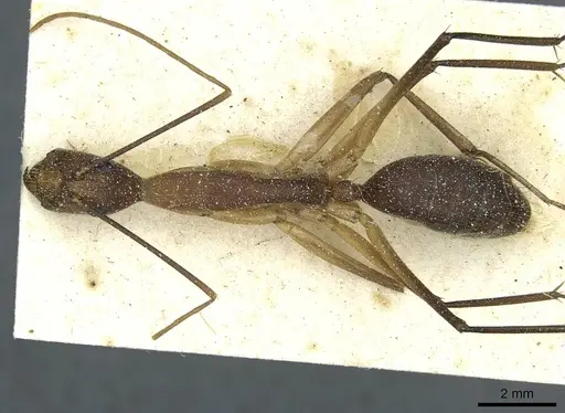 Camponotus langi specimen