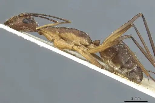 Camponotus langi specimen
