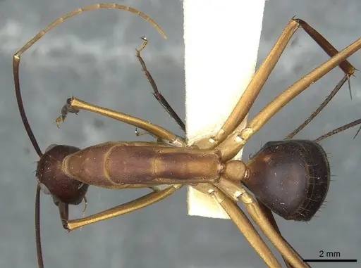 Camponotus langi - RMCAENT000017809