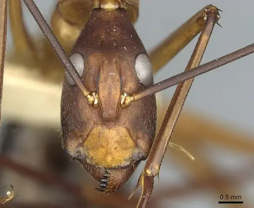 Camponotus langi - RMCAENT000017809