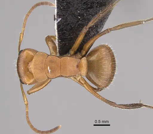 Camponotus latangulus specimen