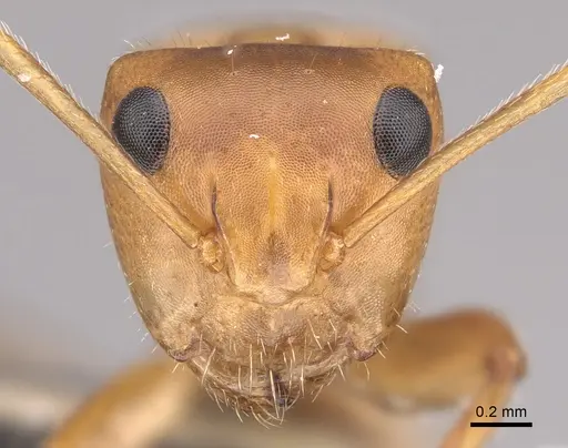 Camponotus latangulus specimen