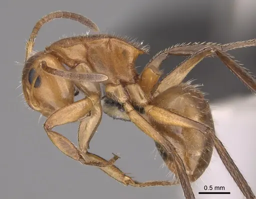 Camponotus latangulus specimen
