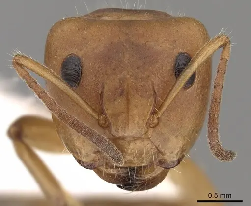 Camponotus latangulus - CASENT0280137