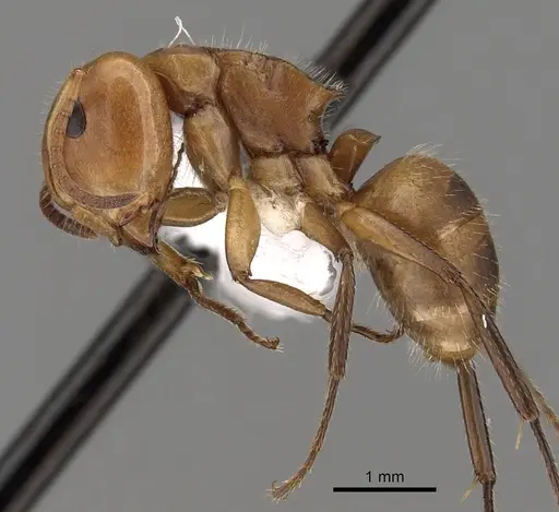 Camponotus latangulus - CASENT0280137
