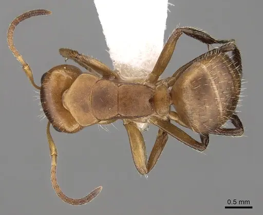 Camponotus latangulus - CASENT0280138