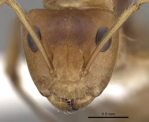 Camponotus latangulus - CASENT0280138
