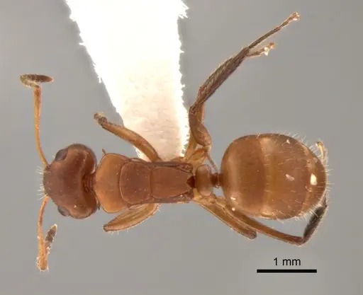 Camponotus latangulus - CASENT0862730