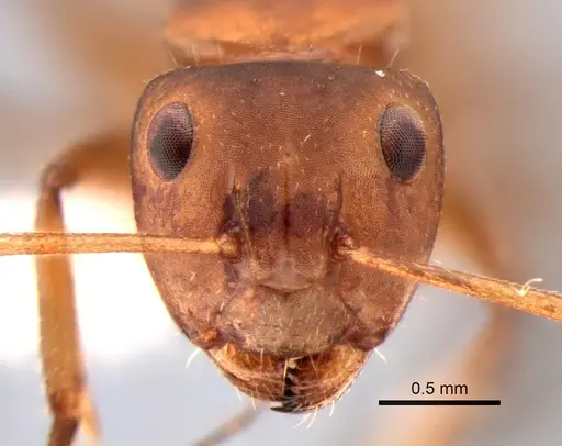Camponotus latangulus - CASENT0862730