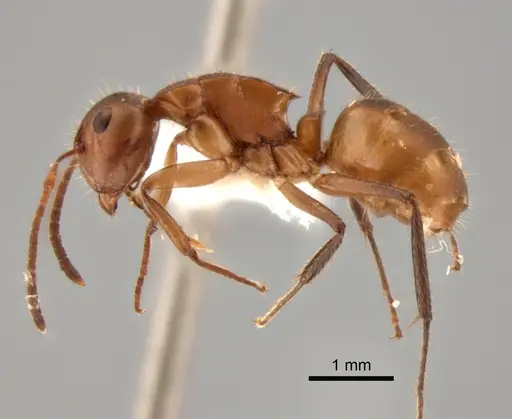 Camponotus latangulus - CASENT0862730